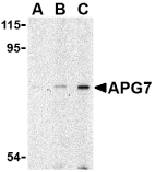 Antibody product image